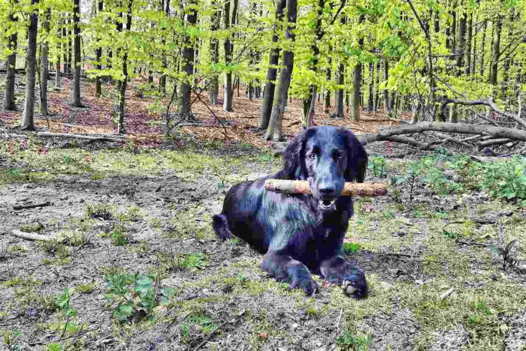 Flatcoat Retriever im Wald