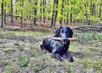 Flatcoat Retriever im Wald