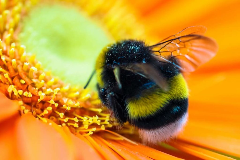 Insektenstiche beim Hund