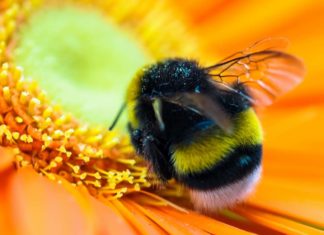 Insektenstiche beim Hund