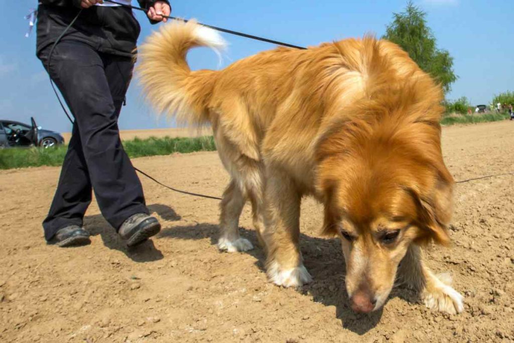 Thüringer entdecken ihre Liebe für den Hund