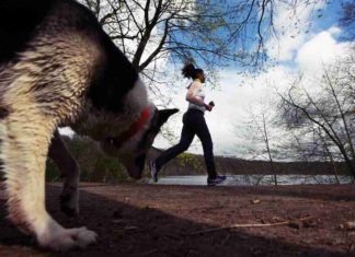 Was Hunde dürfen