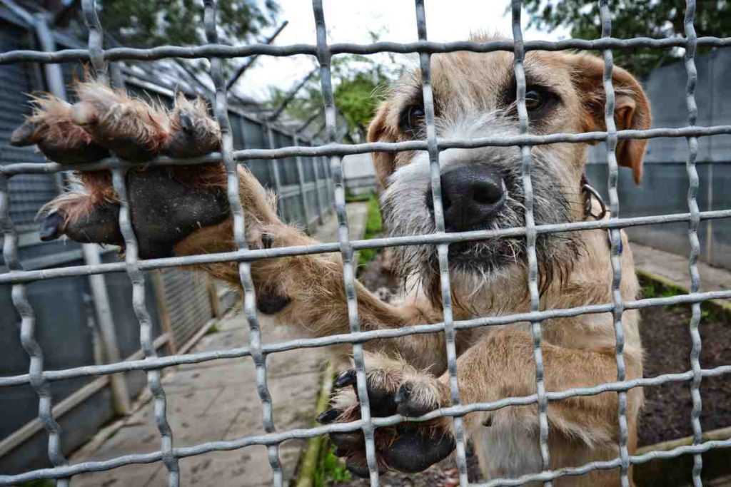 Tierheime im Südwesten können auf mehr Geld hoffen