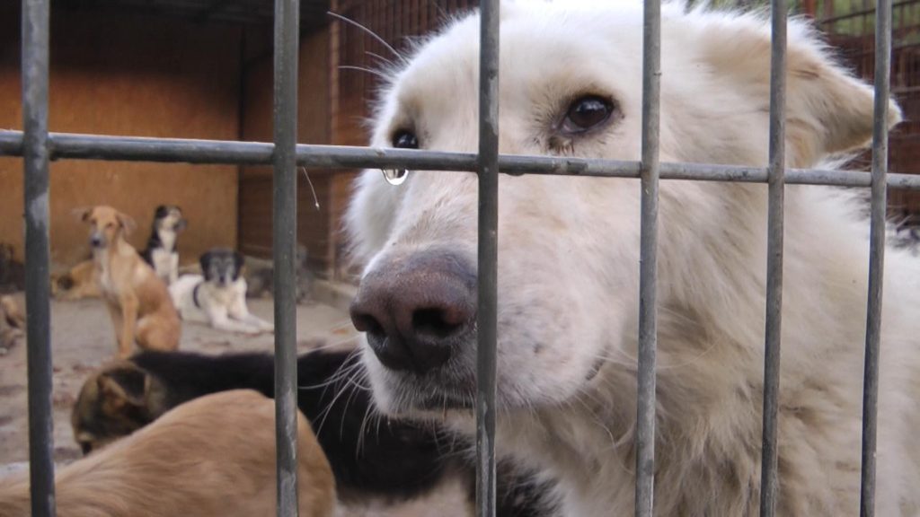 Hundeleben: Ein Film über Hunde in Rumänien und die Grausamkeit