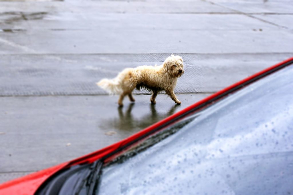 Vom Kuscheltier zum Straßenhund