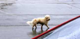 Vom Kuscheltier zum Straßenhund