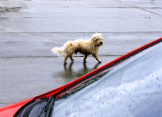 Vom Kuscheltier zum Straßenhund