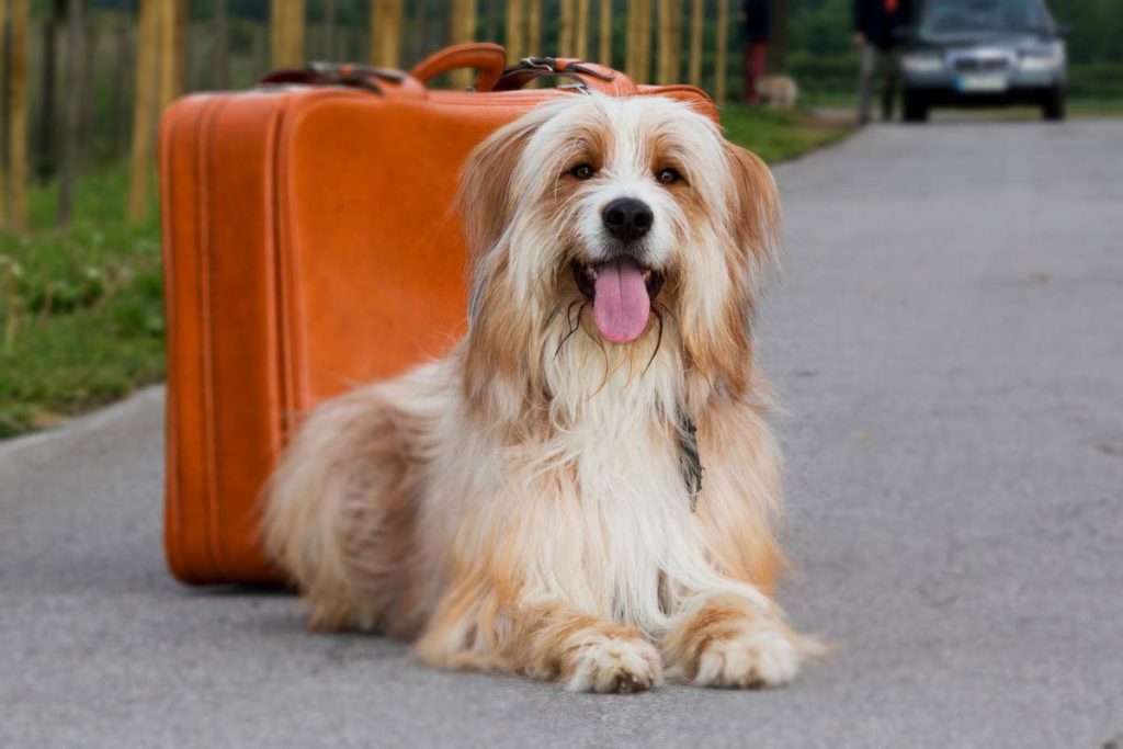 Tommy ist ein geübter Reisebegleiter und ist gerne mit Herrchen oder Frauchen auf Tour.