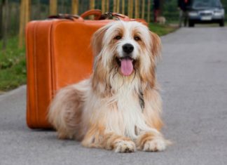 Tommy ist ein geübter Reisebegleiter und ist gerne mit Herrchen oder Frauchen auf Tour.