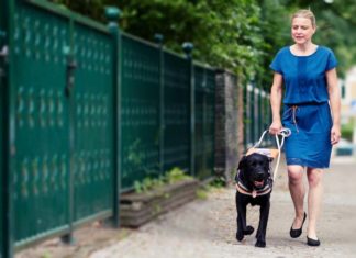 Freund und Helfer: Blindenführhunde