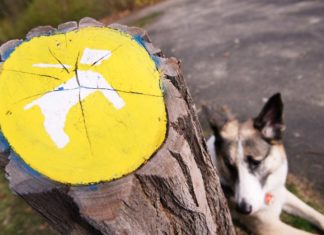 Hundeverbot am Schlachtensee