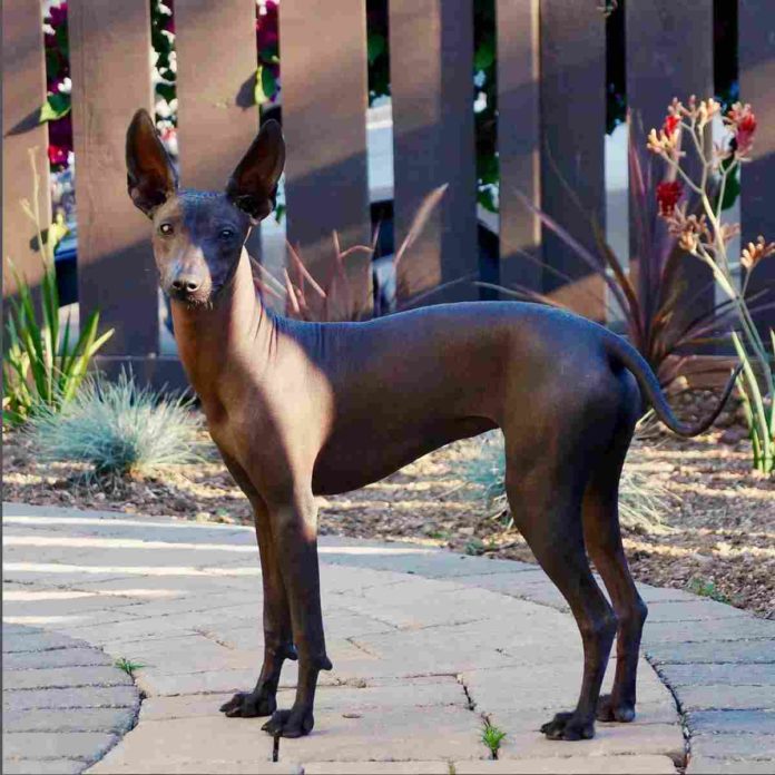 Mexikanischer Nackthund - Xoloitzcuintle