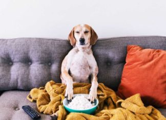 Maddie hat das Sofa für sich erobert