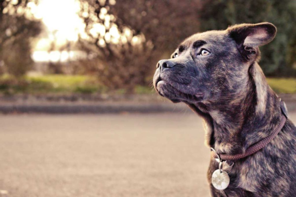 Polizeich zeichnet Hund aus