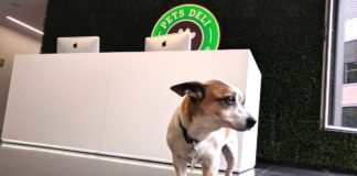 Pets Deli am Arbeitsplatz mit Hund