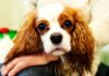 Cavalier King Charles Spaniel haben häufig eine Erbkrankheit