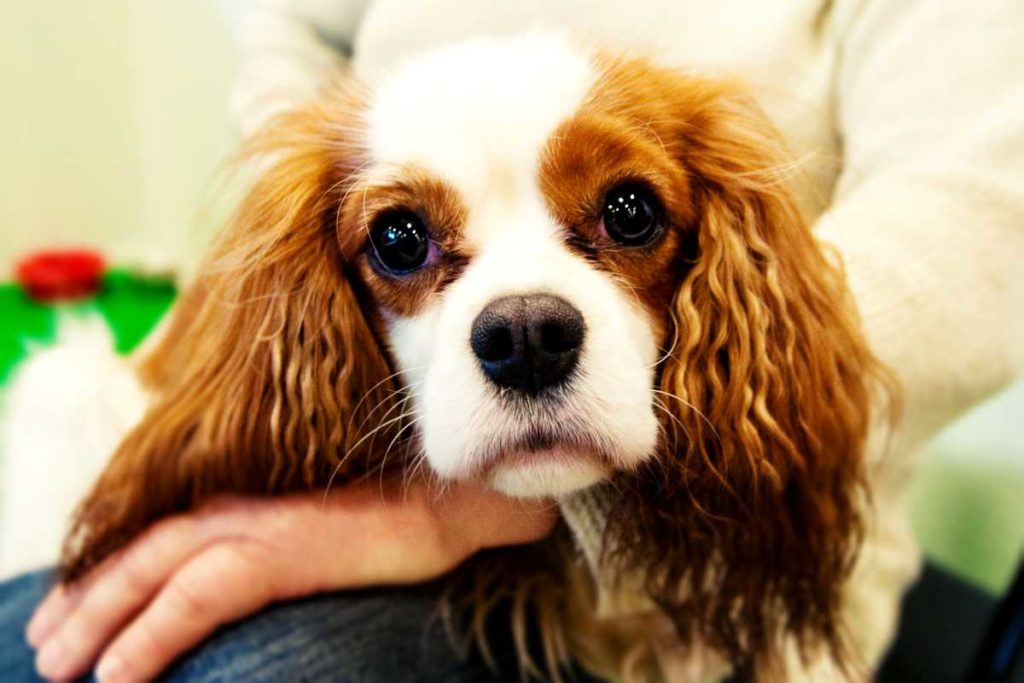 Cavalier King Charles Spaniel haben häufig eine Erbkrankheit