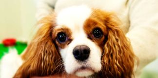 Cavalier King Charles Spaniel haben häufig eine Erbkrankheit