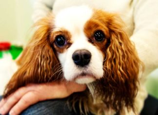 Cavalier King Charles Spaniel haben häufig eine Erbkrankheit