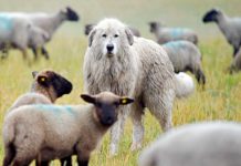 Vertrag zur Förderung von Herdenschutzhunden