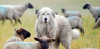 Vertrag zur Förderung von Herdenschutzhunden