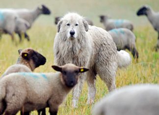 Vertrag zur Förderung von Herdenschutzhunden