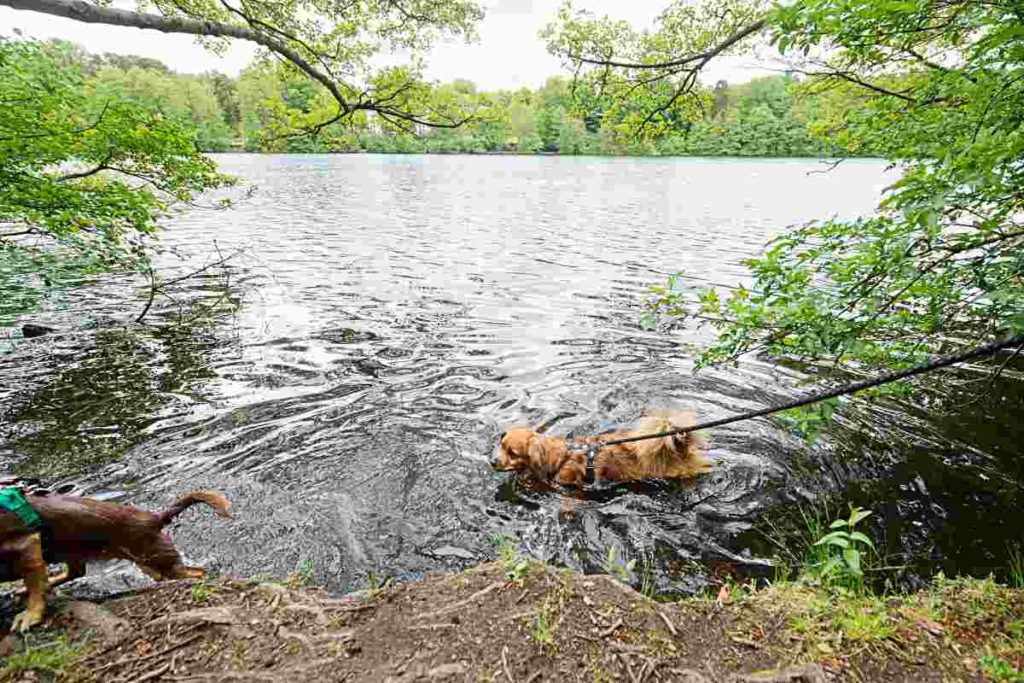 Demonstration der Hundehalter