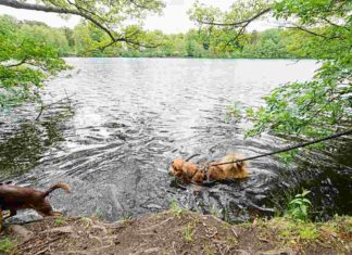 Demonstration der Hundehalter