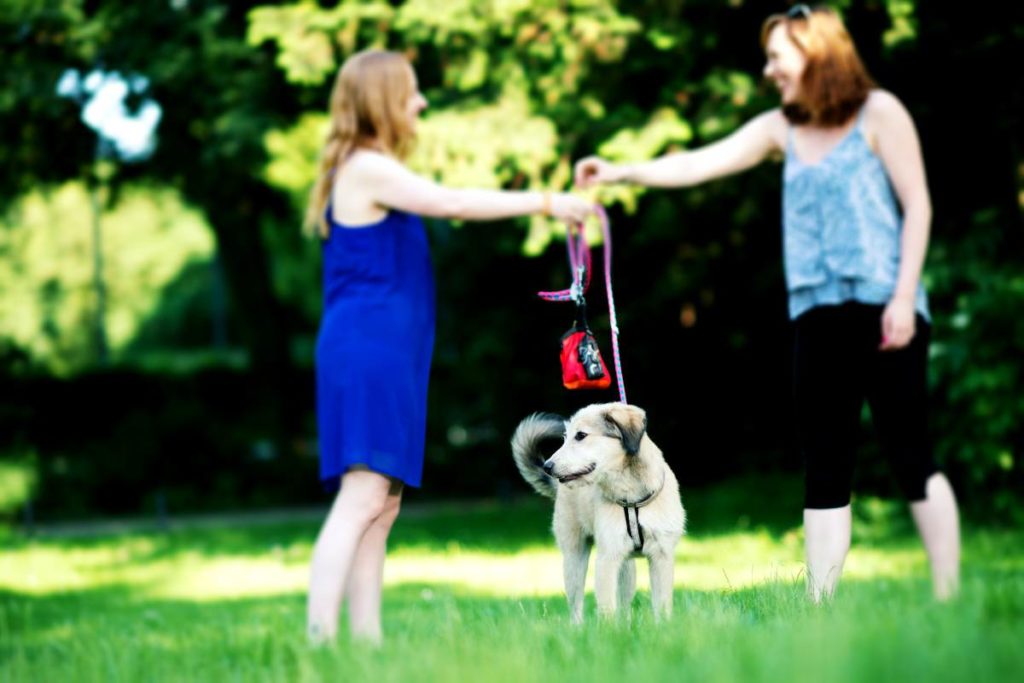 Dog-Sharing Ob Job oder ständige Reisen - Nicht immer bleibt genug Zeit für den eigenen Hund.