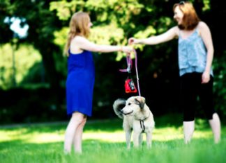 Dog-Sharing Ob Job oder ständige Reisen - Nicht immer bleibt genug Zeit für den eigenen Hund.