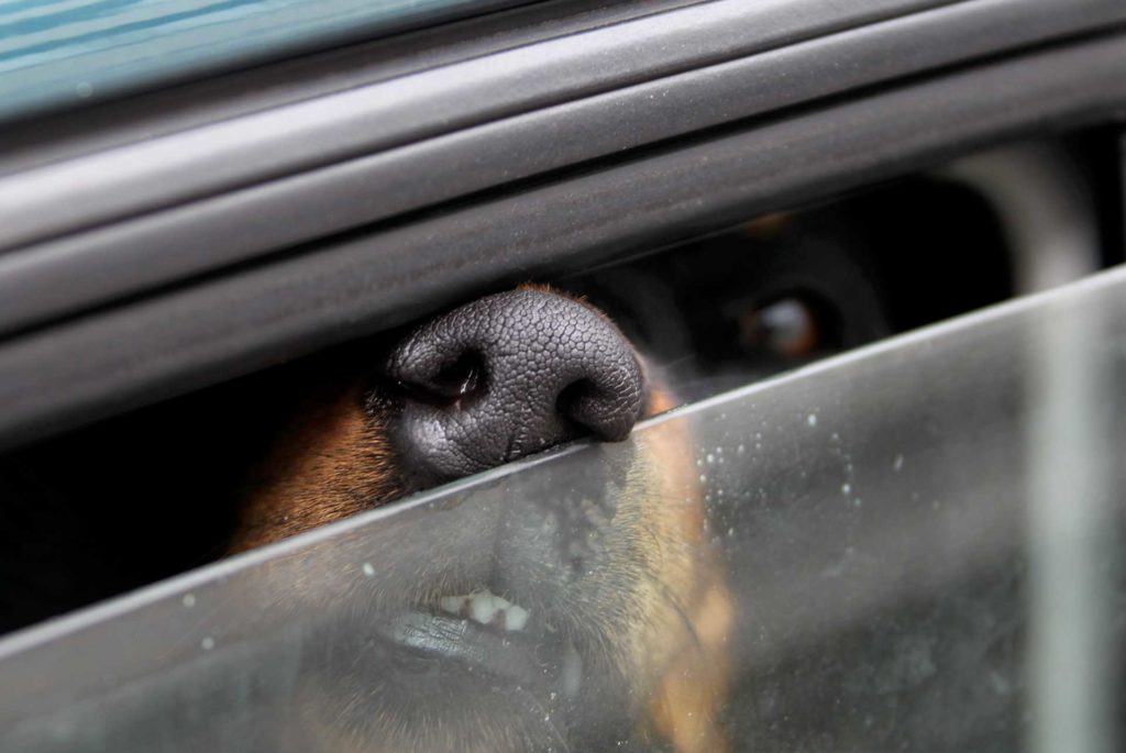 Pflegehund bei Hitze im Auto gestorben