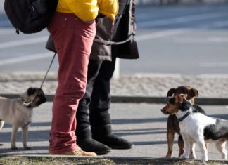 Neues Gesetz: Leinenpflicht. Hunde müssen an die Leine