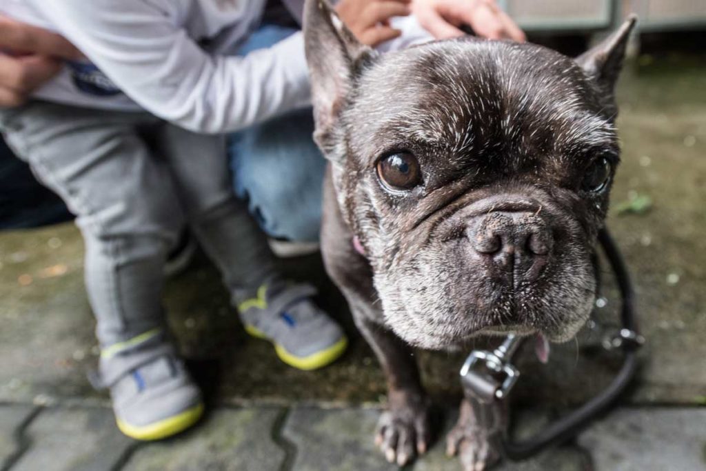 Wenn Bulldogge Alice Cooper die Hundepension am Flughafen bucht