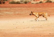 Australien hetzt Dingos auf Ziegen