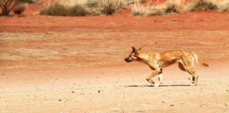 Australien hetzt Dingos auf Ziegen