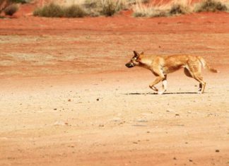 Australien hetzt Dingos auf Ziegen