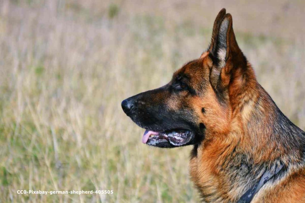 Hundeportrait: Deutscher Schäferhund