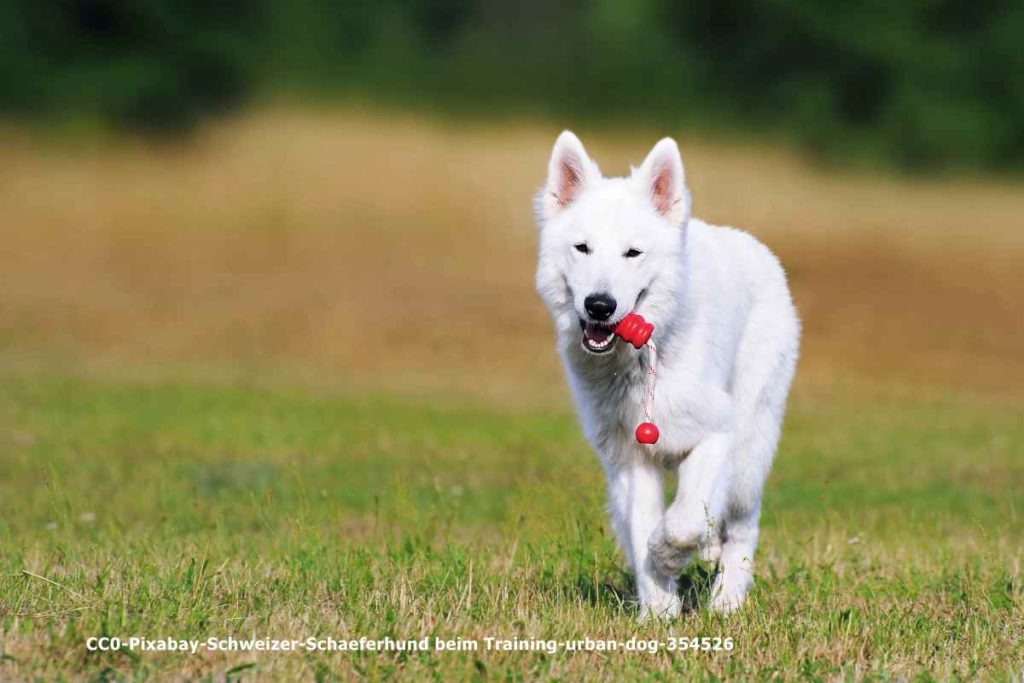 CC0-Pixabay-Schweizer-Schaeferhund beim Training-urban-dog-354526