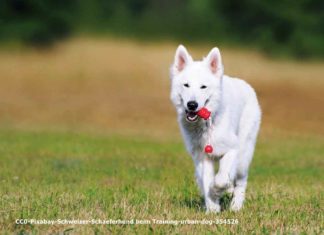 CC0-Pixabay-Schweizer-Schaeferhund beim Training-urban-dog-354526