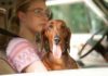 Dawn (Greta Gerwig) Wiener-Dog