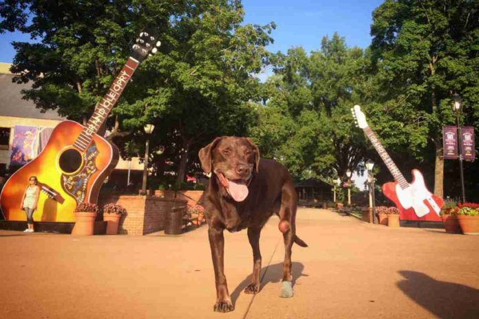 Robert Kuglers Roadtrip mit Hund Bella