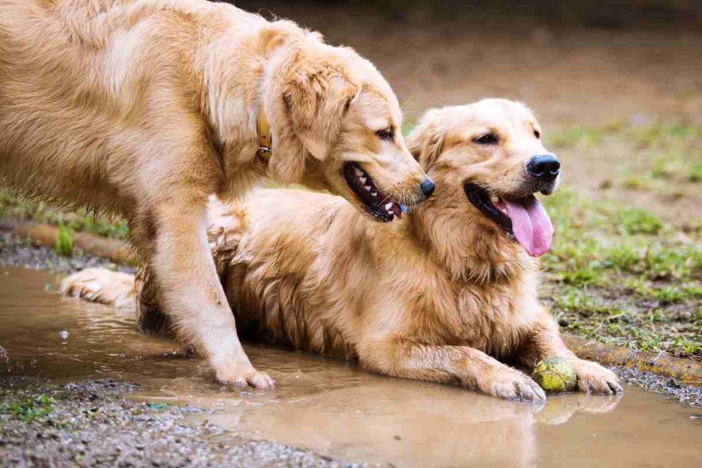 Leptospirose beim Hund - die Gefahr aus der Pfütze