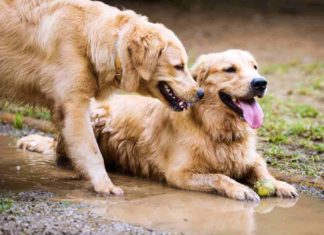 Leptospirose beim Hund - die Gefahr aus der Pfütze