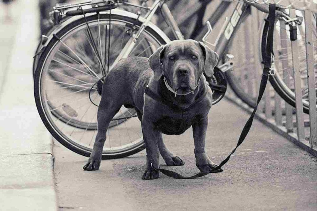 Hunde warten vor dem Supermarkt - gehts noch!?