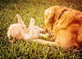 Wie gewöhne ich meinen Senior-Hund an einen Welpen?