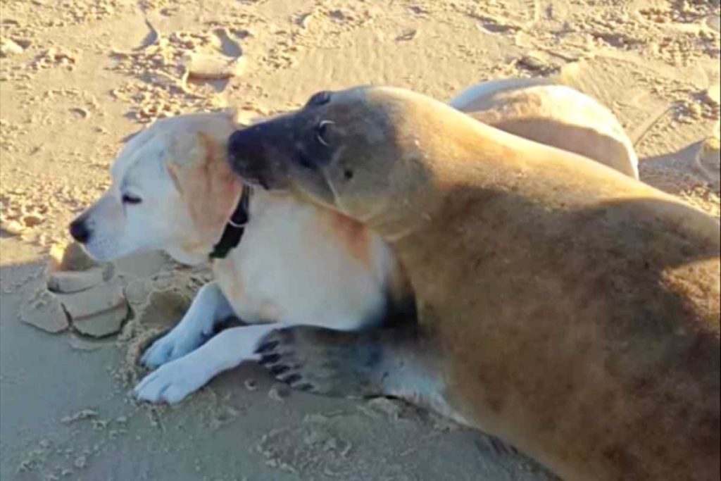 Seehund verliebt sich in Labrador