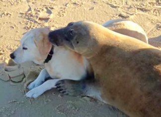 Seehund verliebt sich in Labrador