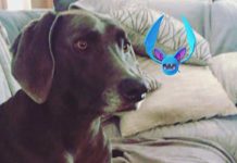 Source-Instagram-egaal-Pokemon-Go-urban-dog