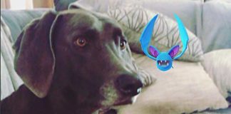 Source-Instagram-egaal-Pokemon-Go-urban-dog