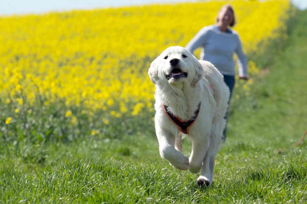 Hundehaufen auf Feldern - von der Tretmine zum Sprengstoff